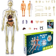 3D Human Body Torso Model for Kid Anatomy Model Skeleton, Human Body Model with Removable Parts, 3D 