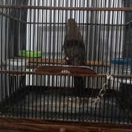 WAMBI BETINA LOKAL JINAK BISA DI ELUS