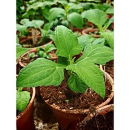 [NEW] ANAK POKOK  YACON LIVE PLANTS POTTED PLANTS YACON