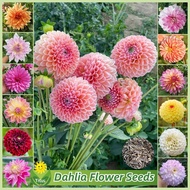 เมล็ดพันธุ์ ดอกรักเร่คละสี บอนสี บรรจุ 100 เมล็ด Potted Dahlia Flower Seeds เมล็ดดอกไม้ เมล็ดบอนสี ต้นไม้มงคล บอนสีหายาก ต้นไม้ฟอกอากาศ พันธุ์ดอกไม้ ไม้ประดับมงคล บอนไซ ต้นไม้ ดอกไม้ปลูกสวยๆ ต้นบอนสี แต่งบ้านและสวน ปลูกง่าย คุณภาพดี ราคาถูก ของแท้ 100%