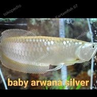 Baby Arwana silver Brazil ASLI