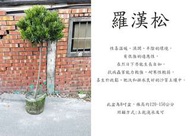 心栽花坊-羅漢松/棒棒糖造型/8吋/造型樹/綠化植物/綠籬植物/售價1500特價1200