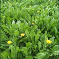 Original Wild Dandelion Seeds Dew Medicinal Dual-Use Vegetables Newly Edible Vegetables Vegetables V