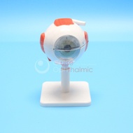 Education 3X Magnification Human Eye Anatomical Model Eyeball|Anatomical eye Model