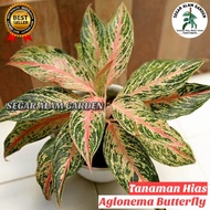 Tanaman Hias Aglonema Butterfly - Butterfly Aglonema