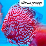 Red Stardust Discus 2cm - Enhanced Edition