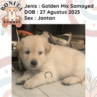 BARANG TERLARIS !!! Golden Retriever Mix Samoyed Anak Anjing Golden