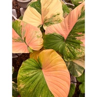 Homalomena Yellow Peach Variegated/Kemoyang Variegated/Kemoyang Pink Variegated/Kemoyang Kuning Vari