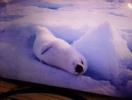 49吋智能電視smart TV