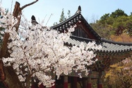 【韓國】 慶州佛國寺賞櫻油菜花一日遊 | 首爾出發