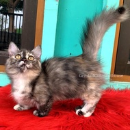 Kucing Munchkin Cebol Kaki Pendek Longhair Kitten Betina ORI