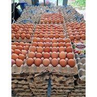 Harvestmoon Telur Ayam Negri 1 Peti #Gratisongkir