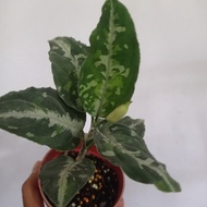 aglaonema pictum tricolor