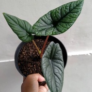 tanaman hias alocasia bisma