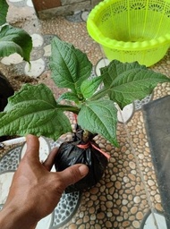 Ready JT bibit tanaman umbi manis yakon/yakunah