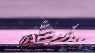 Pleco L46 /Zebra Pleco/Hypancistrus zebra/Pleco/Freshwater 熊猫异型/异型鱼/观赏鱼/活鱼(Sin Quan Aquaculture Ente
