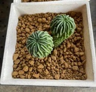 無刺 蝌蚪球 4寸盆 振武玉石化 精子球 無刺多棱玉 稀有品種 仙人掌 變異體  辦公室盆栽 療癒小物