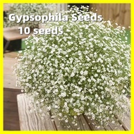 White Gypsophila Seed -10 Seeds High Germination Gypsophila Flower Seeds Baby’s Breath (Double Petal