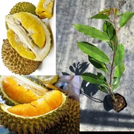 ANAK POKOK DURIAN MUSANG KING HYBRID. FAST SHIPPING. READY STOCK