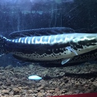 ikan toman jumbo size 80cm