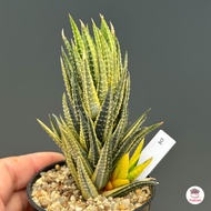 Haworthia Reinwardtii variegata ฮาโวเทีย ไม้อวบน้ำ กุหลาบหิน cactus&amp;succulentหลากหลายสายพันธุ์