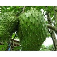 Malaysia Stock Anak Pokok Durian Belanda Hybrid