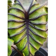 Colocasia Yellow Splash / Maui Sunrise / Pharaoh Mask