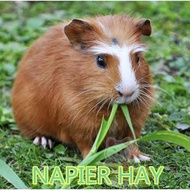 NAPIER HAY / NAPIER GRASS 500GM FOR GUINEA PIG, RABBIT