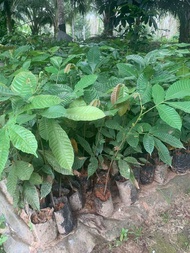 ลำไยคริสตัล ผลสีแดง ปลูกง่ายโตเร็ว 2ปีติดผล