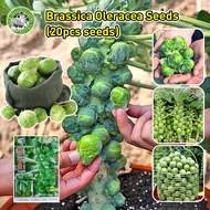 [Fast Germination/COD] 100% Organic Brussel Sprout Seeds for Planting - High Yield Rare Brussels Spr