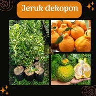 Termurah Bibit buah jeruk dekopon • Bibit jeruk dekopon Bella bibit