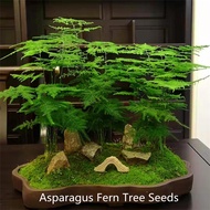 50Pcs Clouds Bamboo Seeds Asparagus Fern Tree Seeds, Indoor Bonsai Asparagus Fern Seed 6 Particles / Bag Flower Seeds