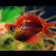 ikan rainbow red balon / ikan hias aquarium