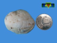 【寶物石坊】台灣化石（台灣早期本土貝殼化石）～蛤蜊化石編號5＃它不是海膽化石