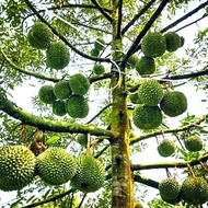 Pokok Musang King Hybrid