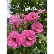 ROS THAI/SIAM ROSE OUTDOOR PLANT TAHAN PANAS HUJAN WANGI BUNGA BESAR POKOK HIDUP MURAH