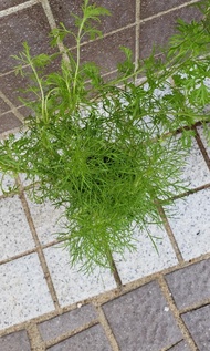 有機刁草(Dill)/蒔蘿