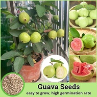 เมล็ดพันธุ์ ฝรั่ง เมล็ดฝรั่ง บรรจุ 100 เมล็ด (Guava Seeds for Planting) Bonsai Guava Tree Fruit Seeds บอนสี เมล็ดผลไม้ ต้นไม้ผลกินได้ เมล็ดผัก พันธุ์ไม้ผล บอนไซ ต้นบอนสี เมล็ดบอนสี ผลไม้อร่อย ต้นผลไม้ ต้นไม้แคระ ปลูกง่าย คุณภาพดี ราคาถูก ของแท้ 100%