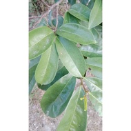 Durian leaves (fresh from farm)