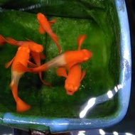 Guppy Albino Koi Red Ear Gen King Koi New Stock