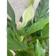 Peace Lily. Calathea Spathiphyllum. 白鹤芋. [LIVE PLANT]