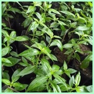 ⚣ ⚴ serpentina seeds for planting ( 25seeds)