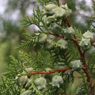 Cypress Shell Pillow Full Cypress Seed Pillow Cypress Shell Side Cypress Seed Pine Cypress Seed Pill