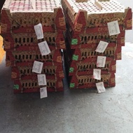 DOC/BIBIT AYAM PETELUR MERAH MERK CP 909 PT. CHAROEN POKPHAND