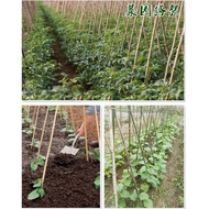 Vegetable Garden Rack Bamboo Pole Fine Bamboo Pole Beans Rack Cucumber Rack Tomato Melon Fruit Vegetable Rack Lattice Colorful Flag Pole/Natural Bamboo Poles for tying with vines