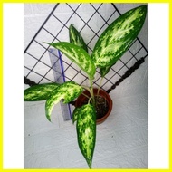 ⊕ ✆ ℗ AGLAONEMA VARIETIES (POTTED WITH FREE PEBBLES!)