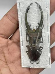 Cyclommatus truncatus.屯卡達細身翅鍬形蟲68mm(A-)