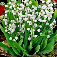 [Cross-Border Supply] Four Seasons Potted Plant Planting Ball Lily of the Valley Flower Seedling Lil