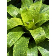 Bromeliad Vriesea Fenestralis