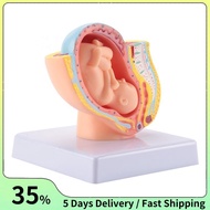 Human Pregnancy Fetal Development 9Th Month Embryonic Pelvic Model Fetus Foetus Pregnancy Anatomy of